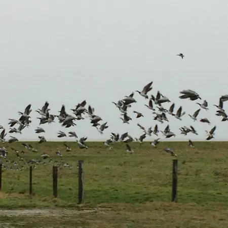 Gulfhof Friedrichsgroden Bauernhof Carolinensiel